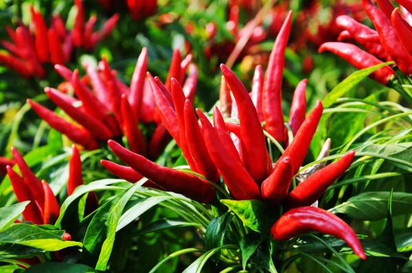 小辣椒，大產業。2022年朝天椒種植面積是多還是少？