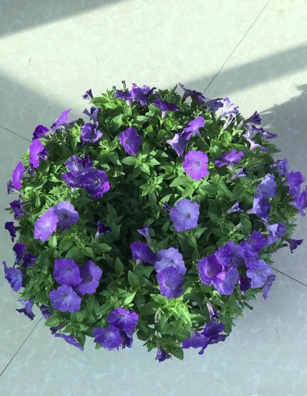 矮牽牛花，要想開花爆盆，就要大剪大修，有舍才有得