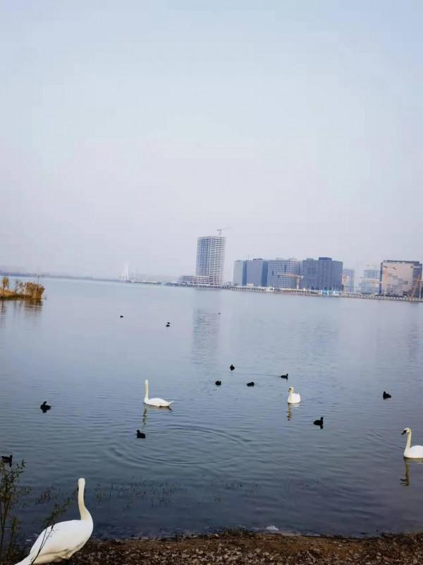 「五律」北龍湖賞秋