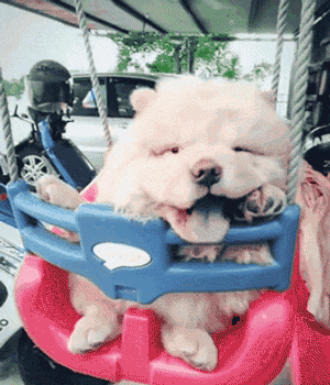 不養一隻鬆獅,你都不知道它有這麼多“缺點” 不養一隻鬆獅,你都不知道它有這麼多“缺點”