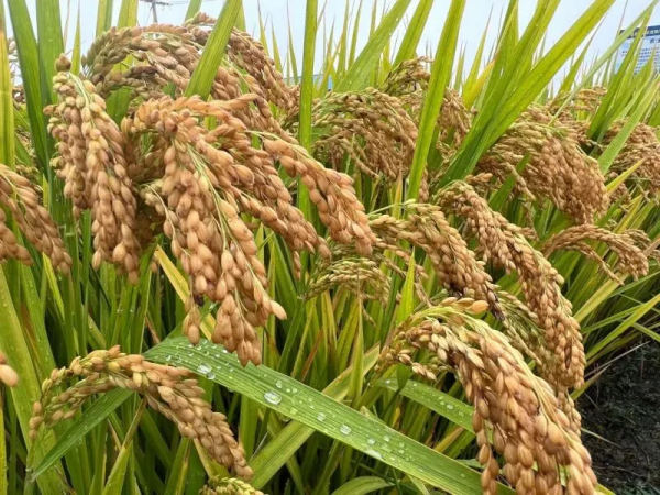 軟米稻品種寧香粳9號：早熟高產品質好，米飯口感軟，香味獨特