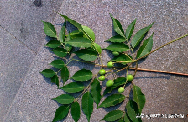 每天學習一味中藥——苦楝皮 每天學習一味中藥——苦楝皮