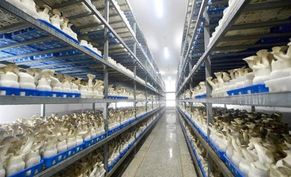 朝鮮：“蘑菇之國”