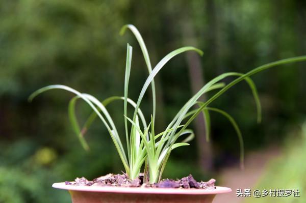 新手養蘭花,最有效的病蟲害防治在大雪前後,只是簡單的兩步操作 新手養蘭花,最有效的病蟲害防治在大雪前後,只是簡單的兩步操作