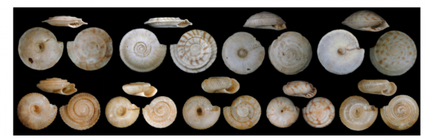 全新證據：第六次生物大滅絕正在發生&hellip;&hellip;