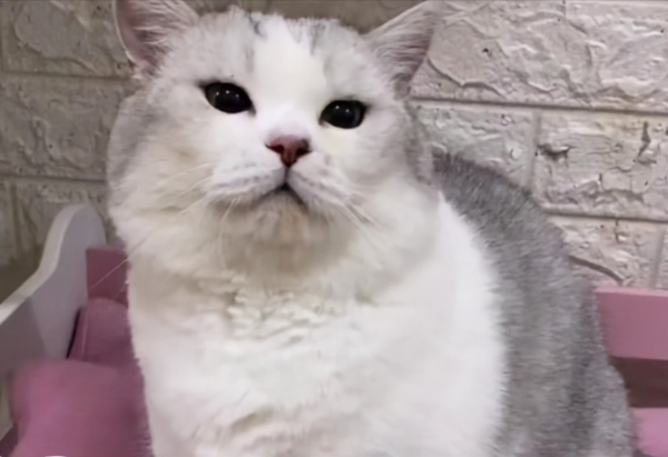 網紅貓被套臭屁彈致死,緊急情況時的“應激反應”,究竟是什麼? 網紅貓被套臭屁彈致死,緊急情況時的“應激反應”,究竟是什麼?