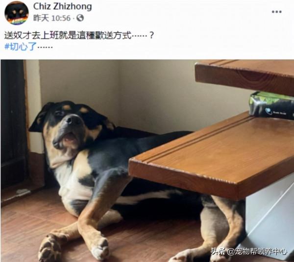 流浪狗自己選主人,最後還嫌棄主人了!主人:“我也太難了吧!” 流浪狗自己選主人,最後還嫌棄主人了!主人:“我也太難了吧!”