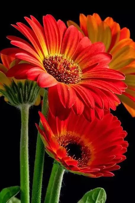 十二月生每個月對應的十二種生日花