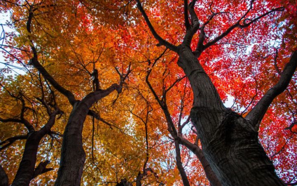古詩山行的詩意,十二首有關山行的詩詞,欣賞山中美麗的秋色 古詩山行的詩意,十二首有關山行的詩詞,欣賞山中美麗的秋色