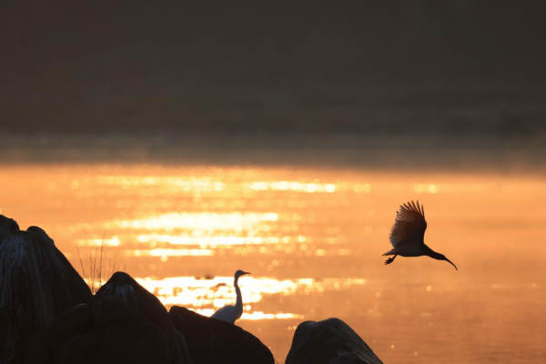 美極了！“頂流”鳥明星這樣“慶祝”節日
