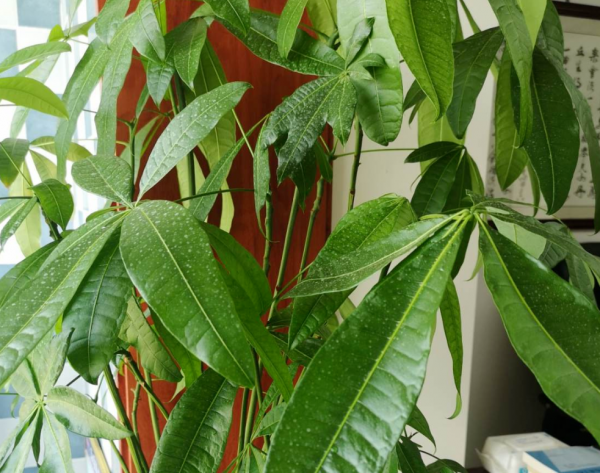 3種花就得用小盆&OpenCurlyDoubleQuote;擠著養&rdquo;，盆小水少，反而長得旺盛