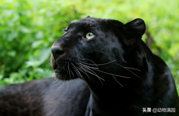 物種百科：黑豹