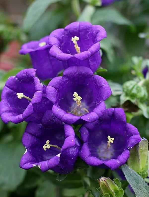 鈴兒響叮噹，迷你三胞胎：風鈴草，鈴蘭，鈴鐺花。你能分清嗎？