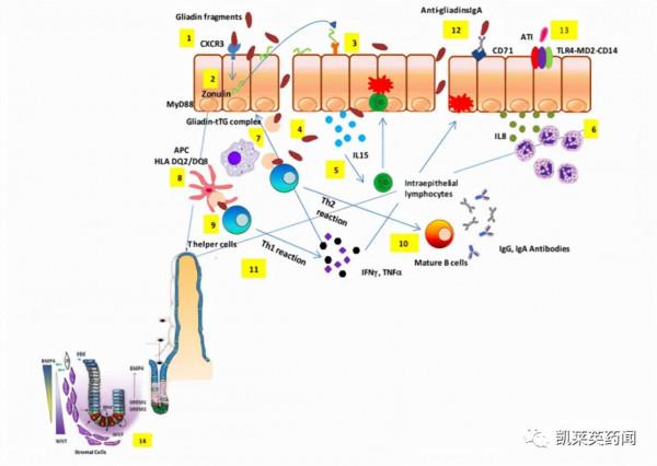 新藥巡禮：隱藏在冰山下的免疫疾病與創新奈米微球療法TAK-101