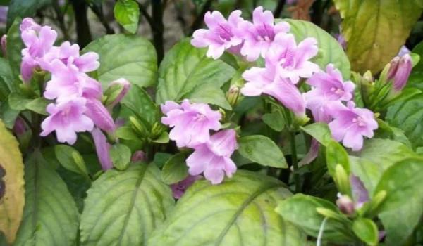 中藥古今研究：青黛