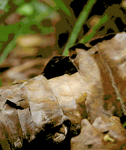 你知道世界上最小的貓是啥嗎？貓雖小但是比老虎獅子都要兇