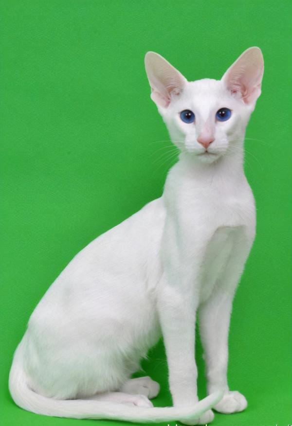 貓咪品種介紹大全！我們應該怎麼選擇適合自己的貓咪？