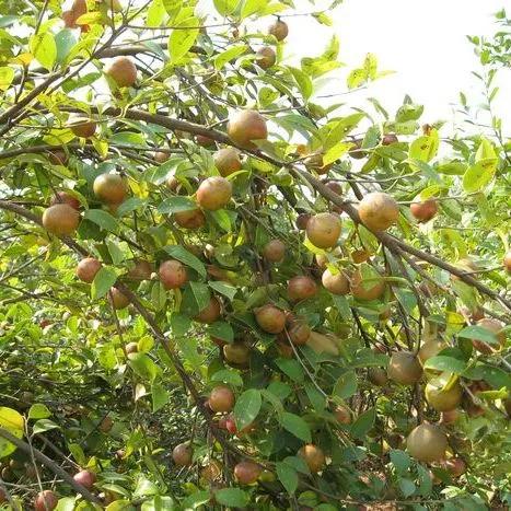 當年湘南農村的“茶籽”樹，漸行漸遠……