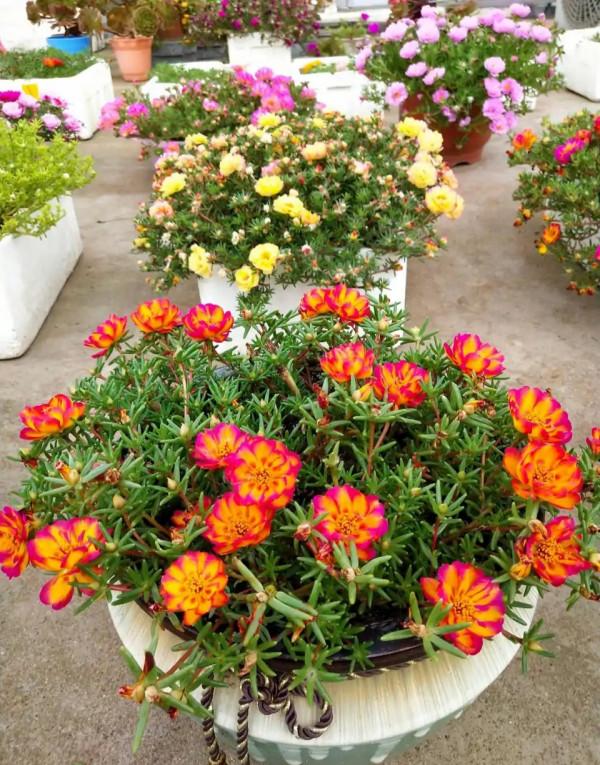 “懶人”就養這10種花,一個月不澆水也死不了,盆土越幹越易開花 “懶人”就養這10種花,一個月不澆水也死不了,盆土越幹越易開花