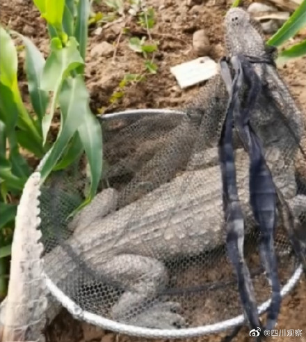 捕魚達人!廣東一男子釣魚釣出鱷魚 捕魚達人!廣東一男子釣魚釣出鱷魚