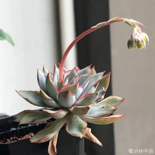 百合開花後，養分消耗太大，補充肥料是關鍵