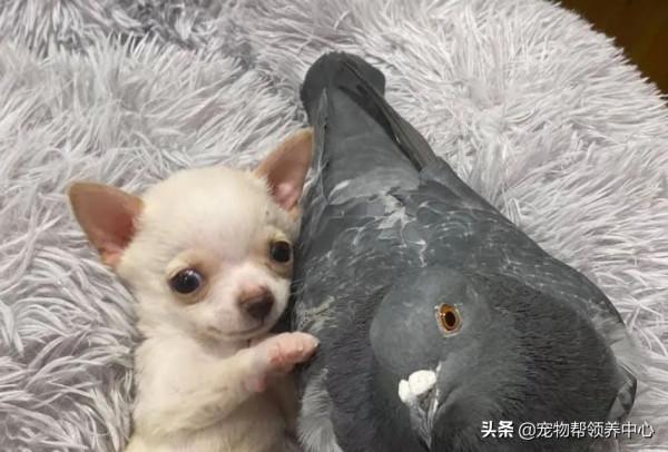 鴿子和狗狗靠在一起，模樣超幸福，其實它們不能飛，不能走...