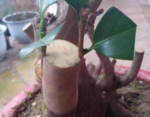 “桂花”嫁接“小葉冬青”,變成“開花機器”,200米內都香 “桂花”嫁接“小葉冬青”,變成“開花機器”,200米內都香