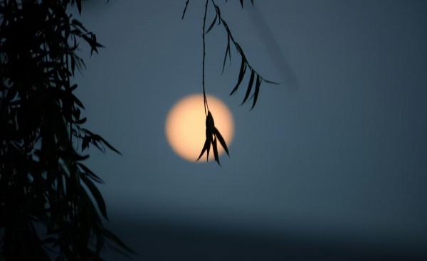 風月滿庭花正香,十二首秋夜的詩詞,一念秋風起 一念相思長 風月滿庭花正香,十二首秋夜的詩詞,一念秋風起 一念相思長