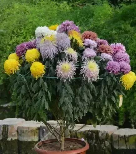 世界金獎醉美的花卉