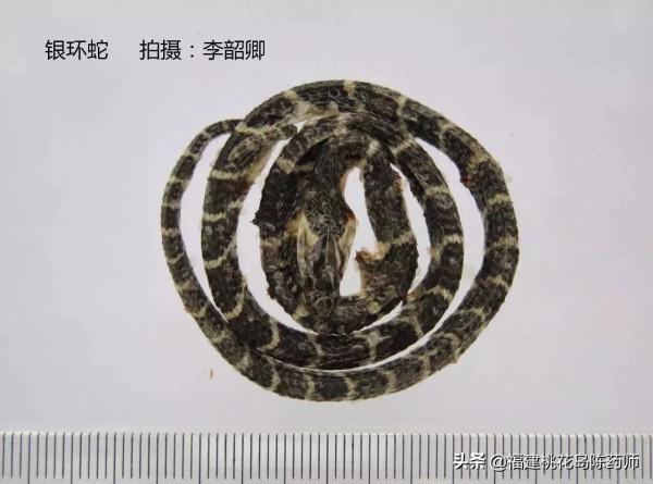 分享李紹卿老師拍攝的三十四種動物藥