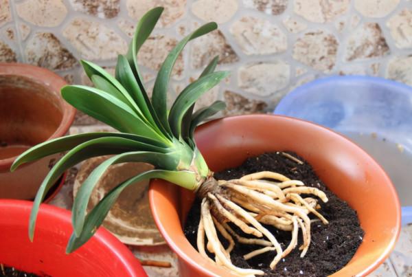 君子蘭換盆要選對時間,最佳時期是現在,要掌握技巧,別盲目操作 君子蘭換盆要選對時間,最佳時期是現在,要掌握技巧,別盲目操作