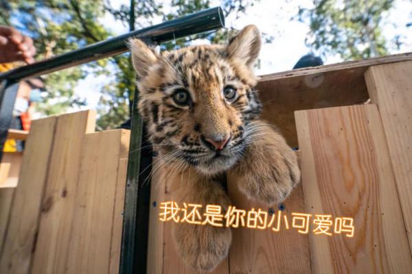 雲南這組&OpenCurlyDoubleQuote;萌&rdquo;虎表情包，快轉發收藏