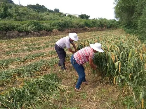 秋天裡的故事：割穀子的那天