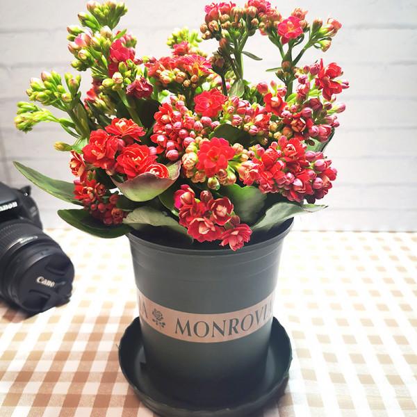 3種“養不死”的花，適合新手，不只是好養，關鍵很漂亮