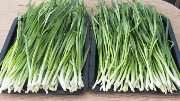 明天立春，老傳統要&OpenCurlyDoubleQuote;咬春&rdquo;，6樣&OpenCurlyDoubleQuote;春菜&rdquo;別忘記嚐鮮，迎春納福