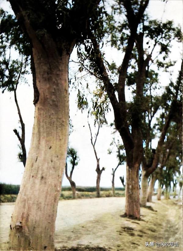 不忍直視！民國十八年（1929年）大災中百姓的悲慘影像