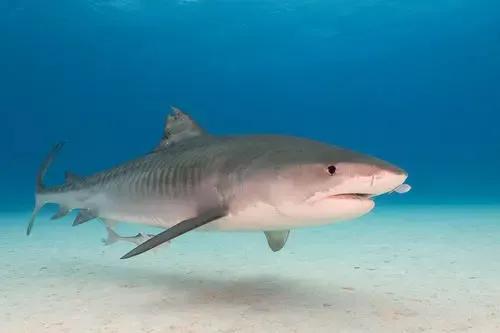 這種鯊魚看起來溫柔，卻吃人