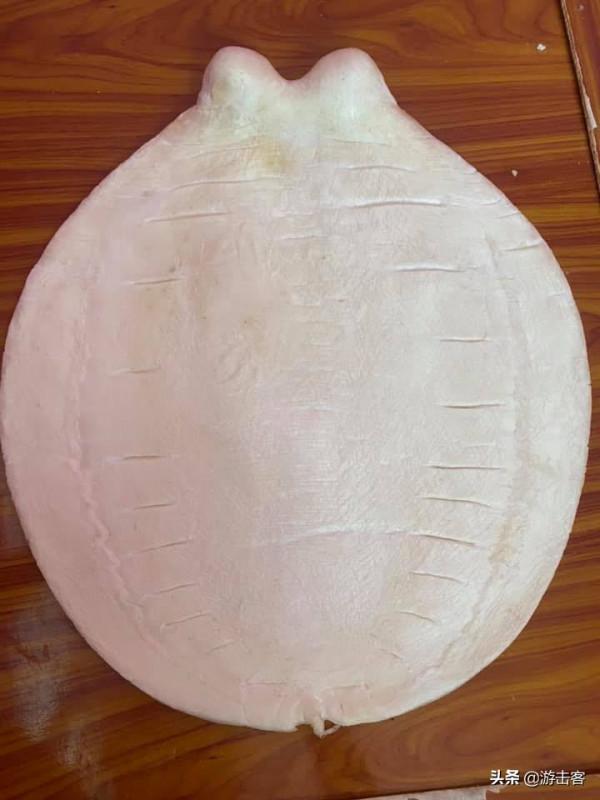 行家引路!告訴你為什麼魚膠要做形體 行家引路!告訴你為什麼魚膠要做形體