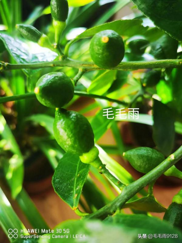 檸檬果長勢喜人