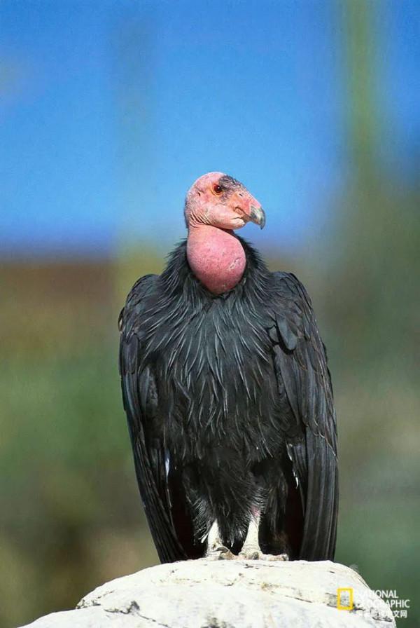 北美最大的鳥，竟然不需要“男的”了？