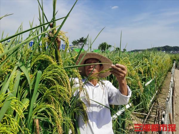 長沙2米高的“巨型稻”快熟了！袁爺爺，您的禾下乘涼夢成真了