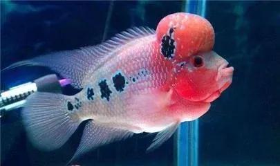 要想延年益壽,帶你去海底世界,欣賞一下美麗的珊瑚礁和珊瑚魚 要想延年益壽,帶你去海底世界,欣賞一下美麗的珊瑚礁和珊瑚魚