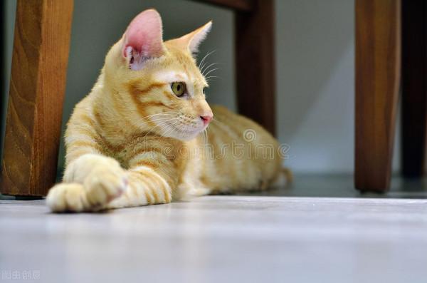 每個人心中都住著一隻貓