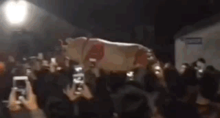 見過潮汕賽大豬，就明白了美學的奧秘