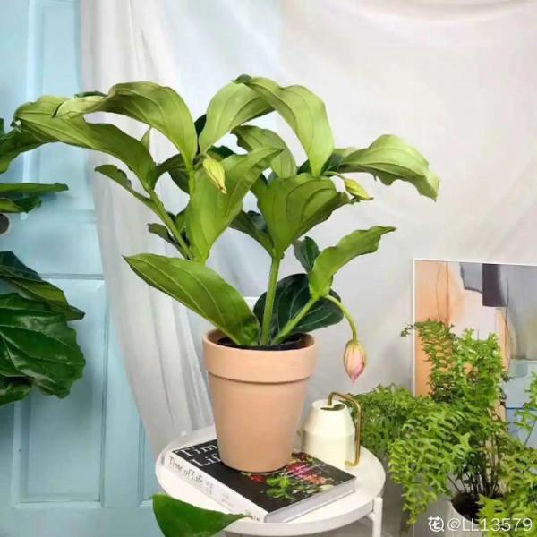 66萬一盆花，是有價無市，還是貨真價實？