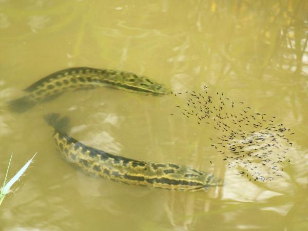 這真不是我吹，我能無鉤釣魚，大家夥兒信不信？