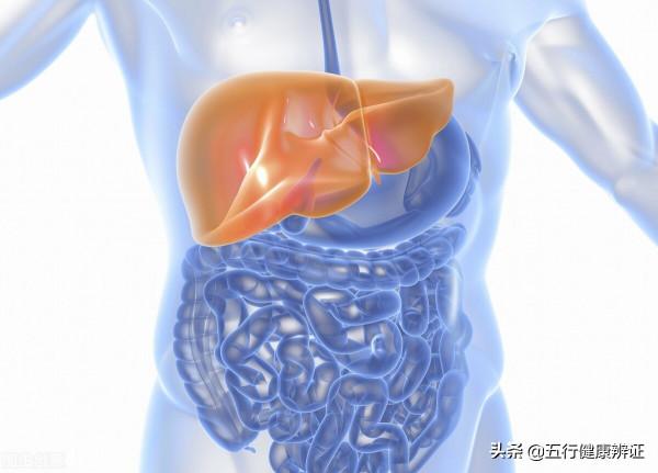 中醫說:肺為五臟之天,脾為百骸之母,腎為性命之根!有據可依? 中醫說:肺為五臟之天,脾為百骸之母,腎為性命之根!有據可依?