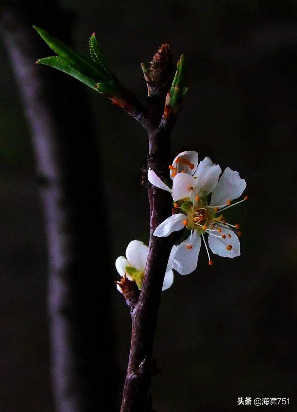十八羅漢山的梨花開了
