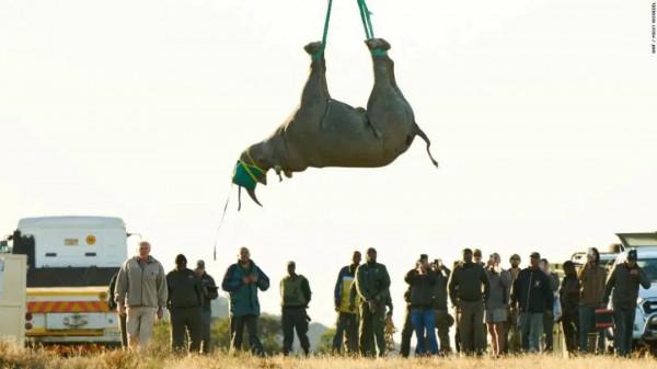 把犀牛吊起來後，拿了諾貝爾獎？