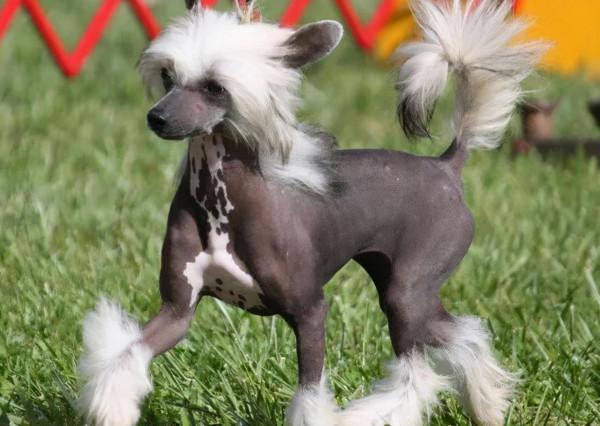 有實力的人，才能養得起這6種狗，個個都是“土豪”